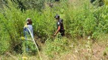 Petugas polisi menyusuri ladang ganja di kawasan pegunungan Gayo Lues, Aceh.