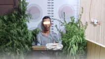 Polisi mengamankan barang bukti tanaman ganja yang disamarkan di kebun kopi di Kabupaten Bener Meriah.