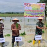 Ketua DPRK Aceh Tamiang, Fadlon, SH, ikut turun ke sawah menanam padi bersama masyarakat di Kampung Marlempang, Kecamatan Bendahara, dalam rangka Gerakan Tanam Padi Pengendalian Inflasi Daerah 2025.